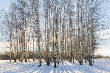 Güneşli kış sabahı donmuş ağaçlarda görünümünü 