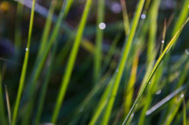 beauitufl yeşil çim güneş ışığı altında görüntüsünü kapatmak