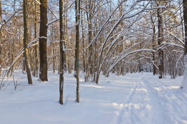 Güneşli kış sabahı donmuş ağaçlarda görünümünü 