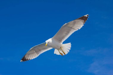 Denizin yüzen bir güneşli yaz gününde martı.