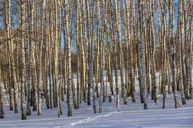 Güneşli kış sabahı donmuş ağaçlarda görünümünü 
