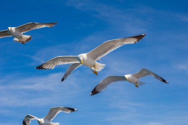 Denizin yüzen bir güneşli yaz gününde martı.