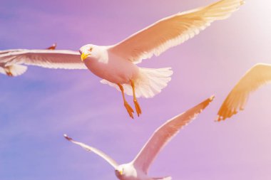 Denizin yüzen bir güneşli yaz gününde martı.