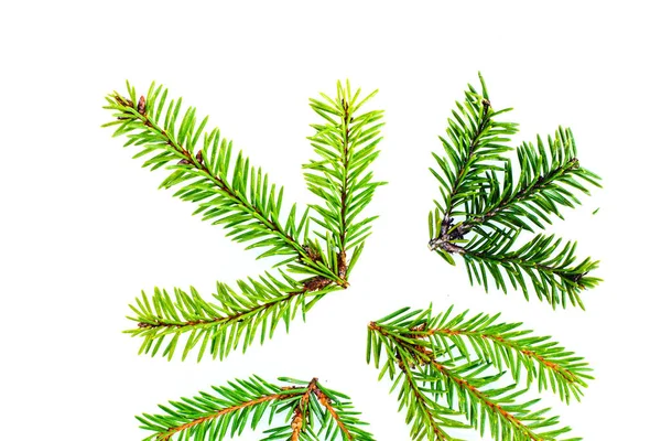 Top View Evergreen Tree Branches Isolated White Background Xmas Concept — Stock Photo, Image