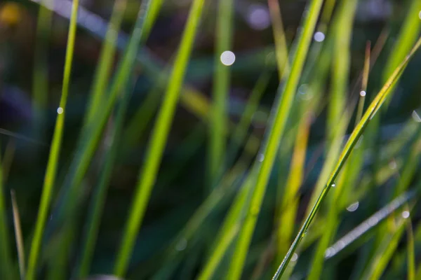 Close Shot Beauitufl Green Grass Sunlight — Stock Photo, Image