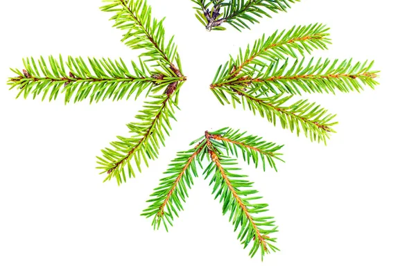 Top View Evergreen Tree Branches Isolated White Background Xmas Concept — Stock Photo, Image