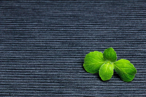 Close View Green Fresh Mint Leaves — Stok fotoğraf