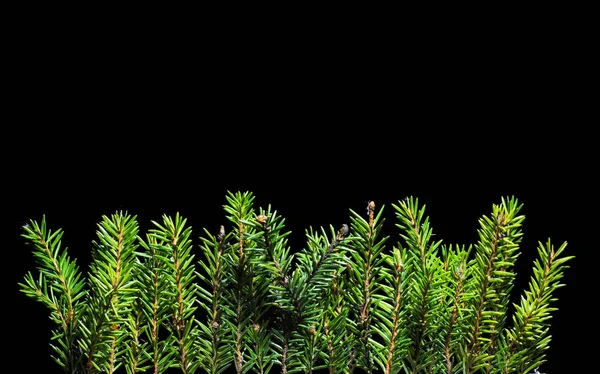 Evergreen Tree Branches Black Background Xmas Concept — Stok fotoğraf