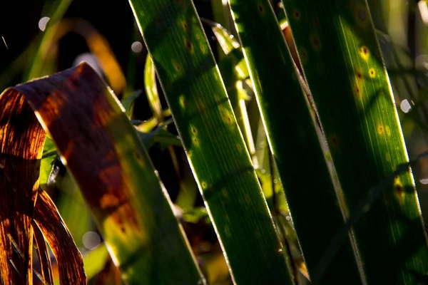 Close Shot Beauitufl Green Leaves Sunlight — Φωτογραφία Αρχείου