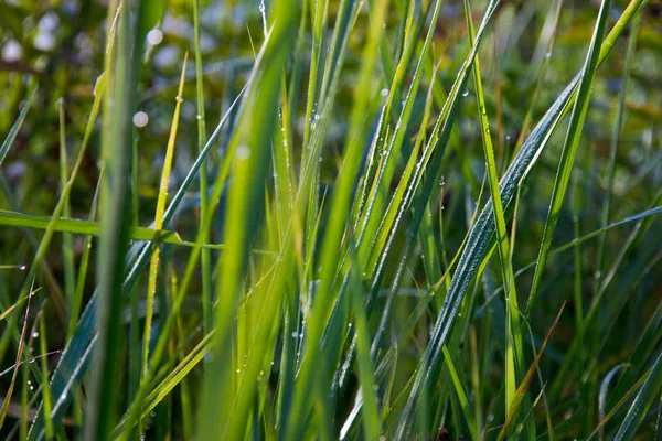 Close Shot Beauitufl Green Grass Sunlight — Stock Photo, Image