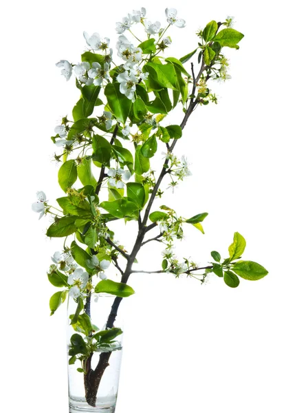 Närbild Bild Vackra Färgglada Blommor Bakgrund — Stockfoto