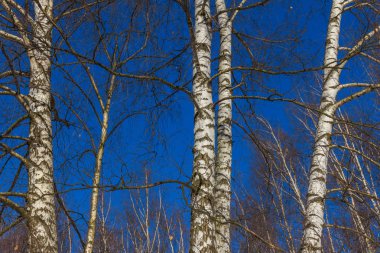 mavi gökyüzü karşı huş ağaçlarının doğal görünümü 