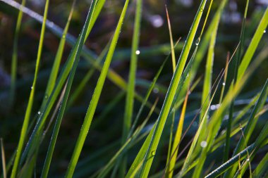 beauitufl yeşil çim güneş ışığı altında görüntüsünü kapatmak