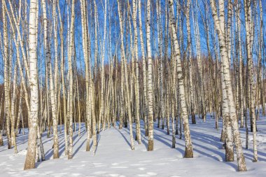 Güneşli kış sabahı donmuş ağaçlarda görünümünü 