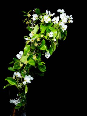 güzel renkli çiçekler arka plan görünümünü kapat 