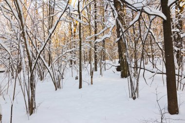 Güneşli kış sabahı donmuş ağaçlarda görünümünü 