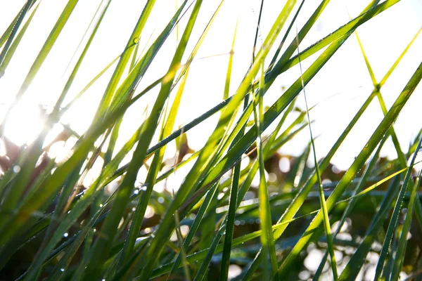 Close Tiro Beauitufl Grama Verde Sob Luz Sol — Fotografia de Stock