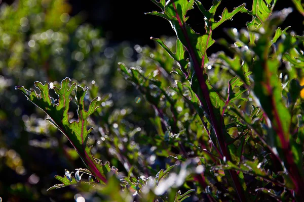 Beauitufl 녹색의 샷까지 가까운 나뭇잎 — 스톡 사진