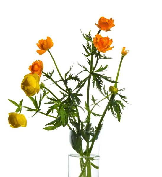 Närbild Bild Vackra Färgglada Blommor Bakgrund — Stockfoto