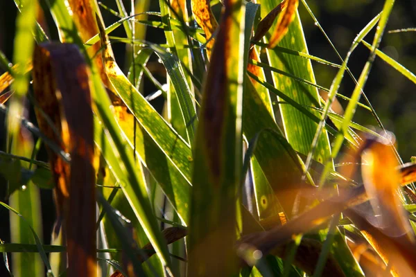 Close Shot Beauitufl Green Leaves Sunlight — Stock Photo, Image