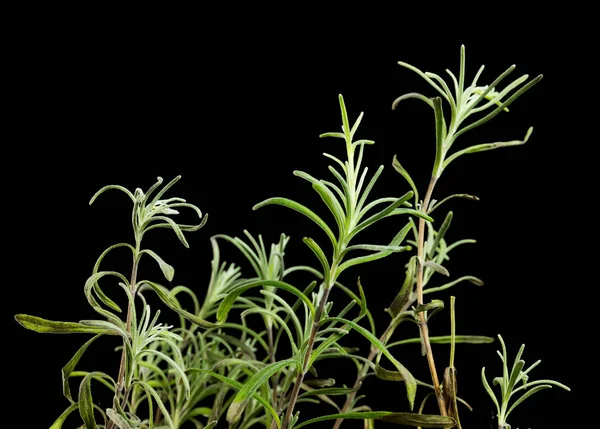 Close Van Groen Gras Zwarte Achtergrond — Stockfoto