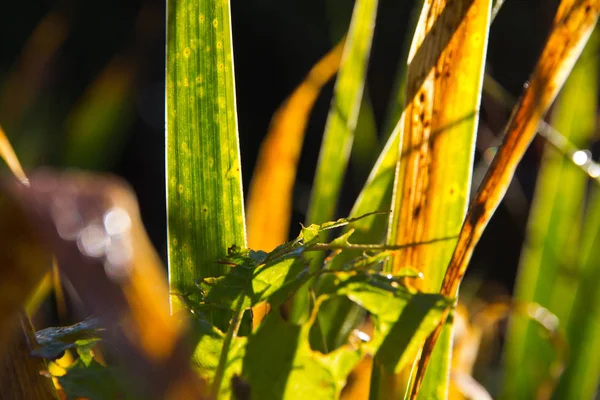 Close Tiro Beauitufl Folhas Verdes Sob Luz Sol — Fotografia de Stock