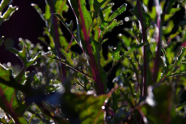 Lähikuva Laukaus Beauitufl Vihreät Lehdet Auringonvalossa — kuvapankkivalokuva