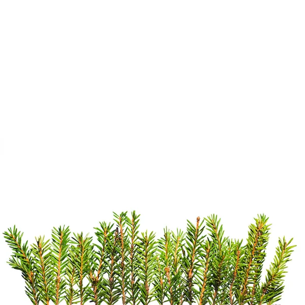Κάτοψη Του Αειθαλές Δέντρο Κλαδιά Που Απομονώνονται Λευκό Φόντο Χριστούγεννα — Φωτογραφία Αρχείου