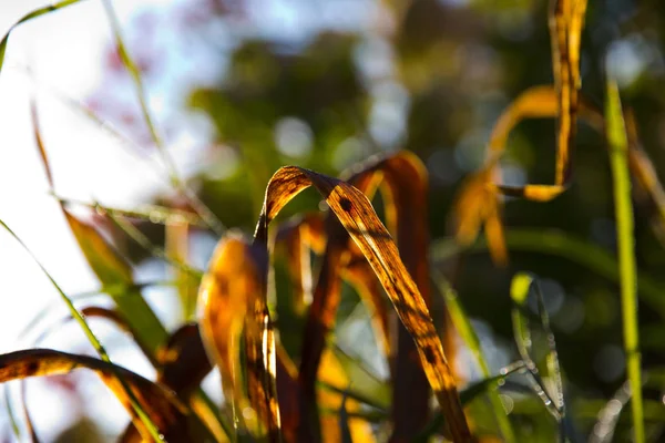 Close Shot Beauitufl Green Leaves Sunlight — Stock Photo, Image