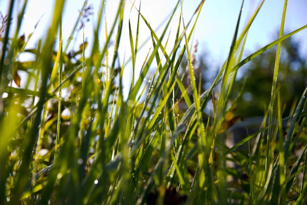 Close Shot Beauitufl Green Grass Sunlight — Stock Photo, Image