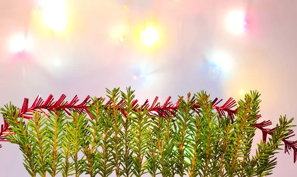 Evergreen Tree Branches Festive Background Xmas Concept — Stock Photo, Image