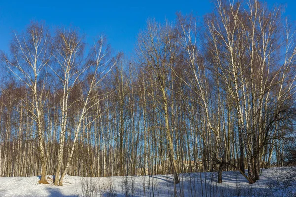 Vedere Copacilor Înghețați Dimineața Însorită Iarnă — Fotografie, imagine de stoc