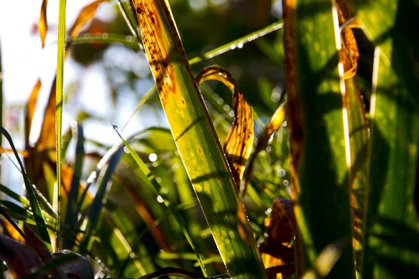 Крупним Планом Знімок Зеленого Листя Краси Під Сонячним Світлом — стокове фото