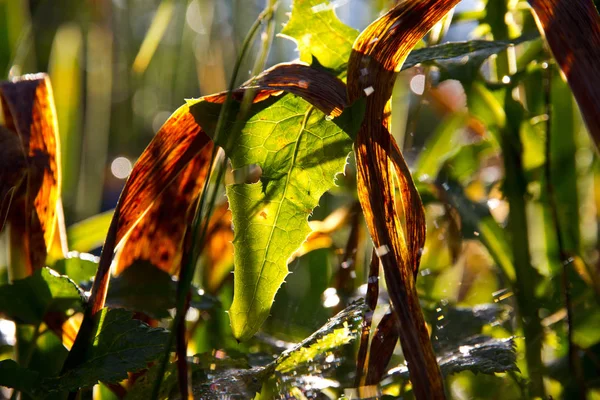 Güneş Işığı Altında Yakından Atış Beauitufl Yeşil Yaprakları — Stok fotoğraf