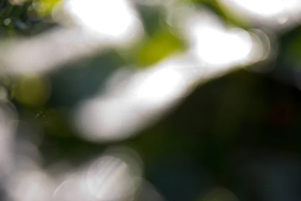 Вибірковий Фокус Зеленого Листя Розмитому Фоні — стокове фото