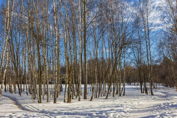 Weergave Van Bevroren Bomen Zonnige Winterochtend — Stockfoto