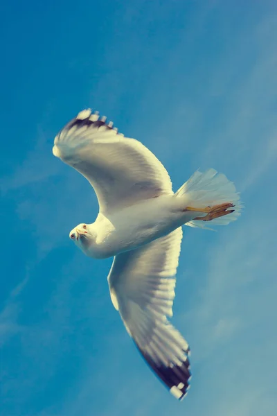 Seagull floating above the sea on a Sunny summer day.