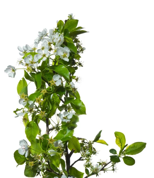 Närbild Bild Vackra Färgglada Blommor Bakgrund — Stockfoto