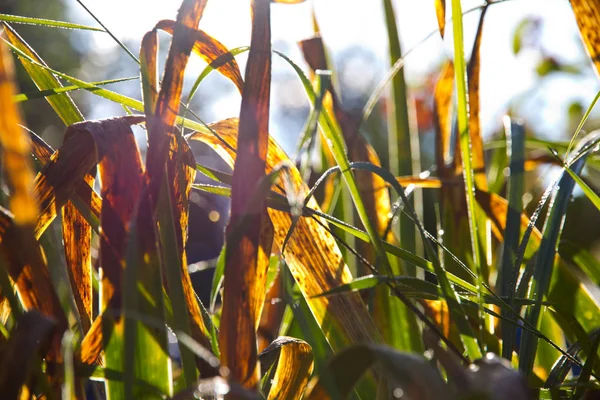 Close Shot Beauitufl Green Leaves Sunlight — Stock Photo, Image