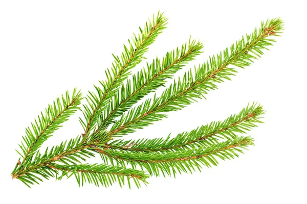 Top View Evergreen Tree Branches Isolated White Background Xmas Concept — Stock Photo, Image