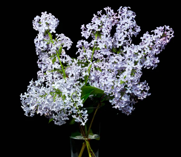 Fresh Bouquet Spring Lilac Black Background — Stock Photo, Image