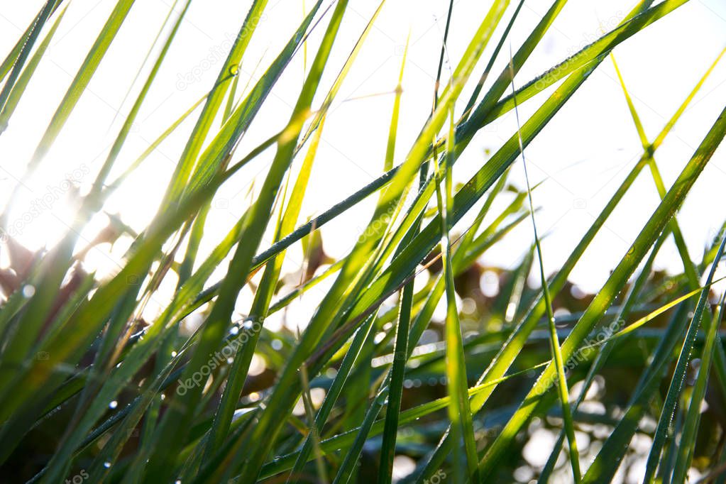 close up shot of beauitufl green grass under sunlight