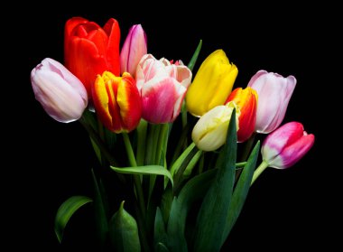 siyah arka plan üzerine izole laleler.