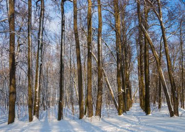 Batan güneşin ile güzel bulanık kış manzarası