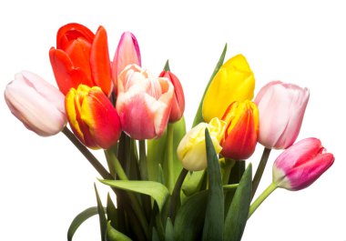 Beyaz arkaplanda izole laleler.