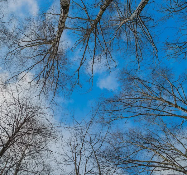 Stromy Vrcholu Zimě Pozadí Oblohy — Stock fotografie