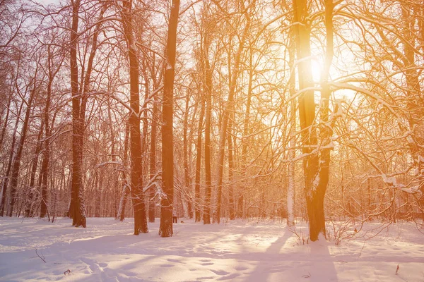 Beautiful Blurred Winter Landscape Setting Sun Royalty Free Stock Photos