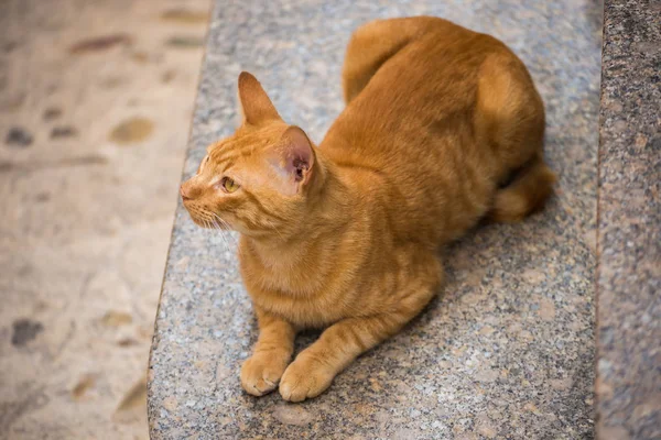 Katze Auf Der Straße — Stockfoto