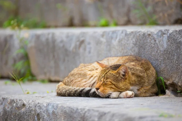 Ριγέ Χαριτωμένο Γάτα Στον Ύπνο Στις Σκάλες Εκτός — Φωτογραφία Αρχείου