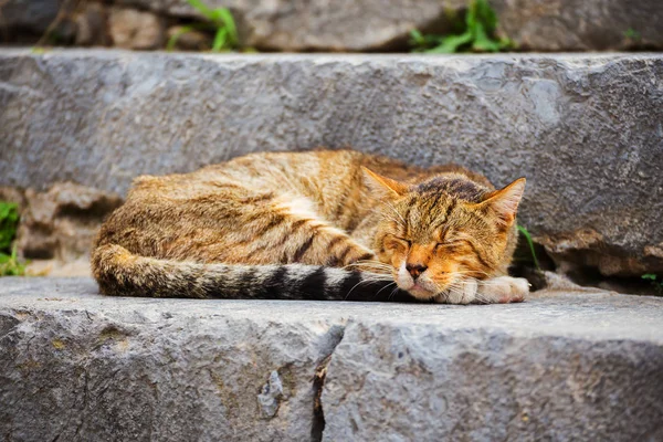 Gestreifte Süße Katze Schläft Auf Der Treppe Draußen — Stockfoto
